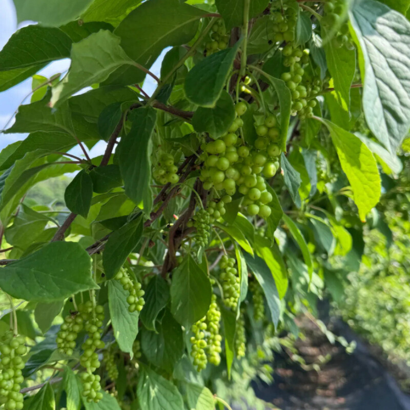 강원더몰,오미자 먹는 사람들 - 양구 오미자청 1.5L 오미자원액